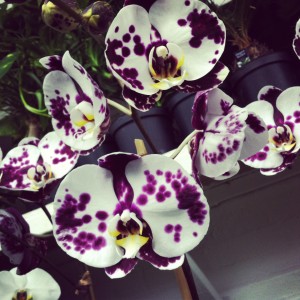 Reger Orchids 1